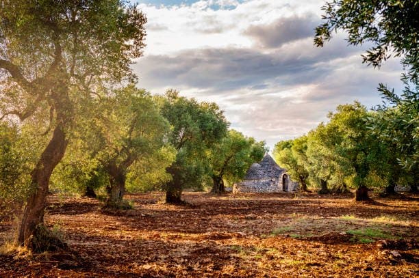 Olive Groves - Apulia Destination